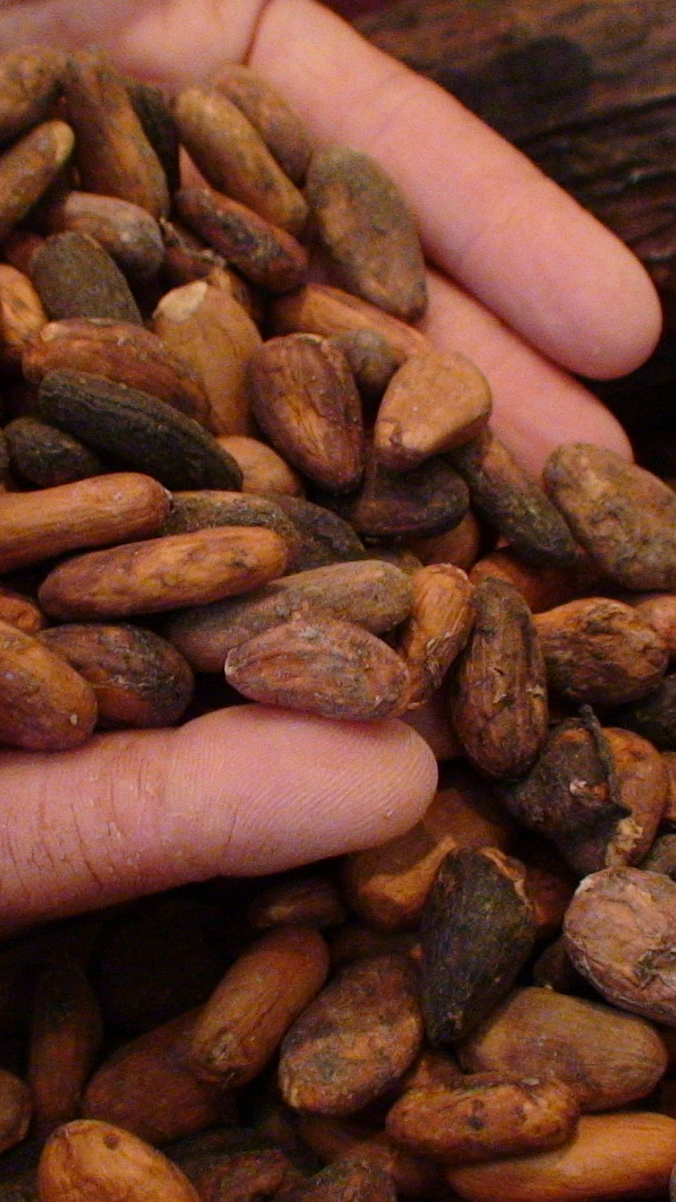 Tablette lait Éclats de fèves de cacao